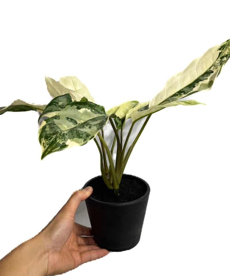 アグラオネマ マニラズ プライド 斑入「Aglaonema Manila's アグラオネマ マニラズ プライド 斑入「Aglaonema Manila's