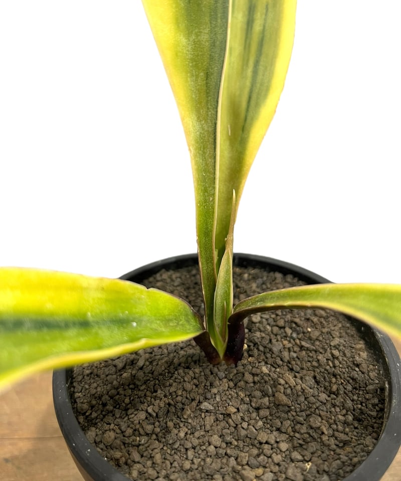 サンセベリア サドワラ ケーブス 斑入 Sansevieria Sudwala caves v