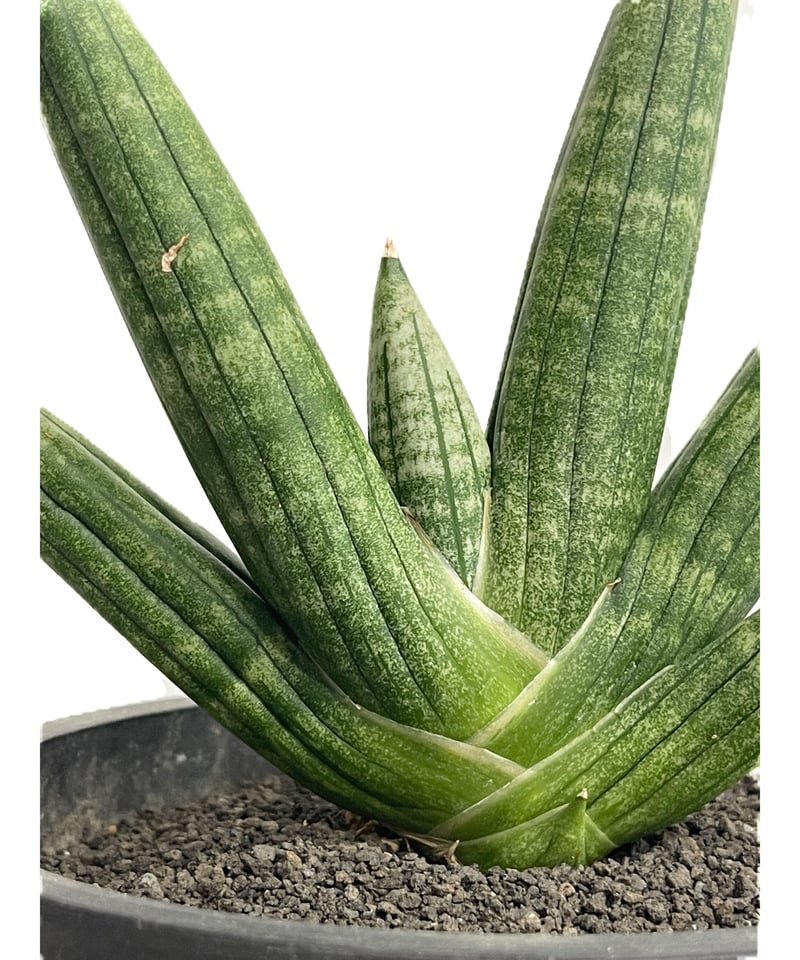 サンセベリア ミーナ「Sansevieria Meena」900-1 | SHOUCHIKUEN