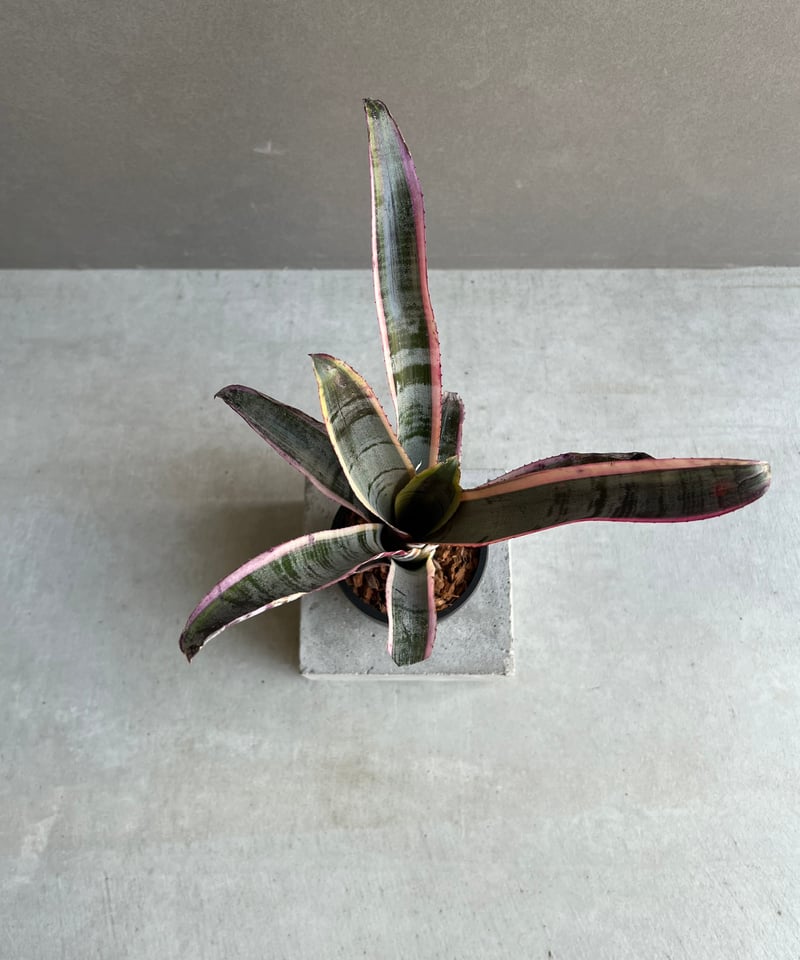 エクメア オットー 「Aechmea Otto」14C | SHOUCHIKUEN