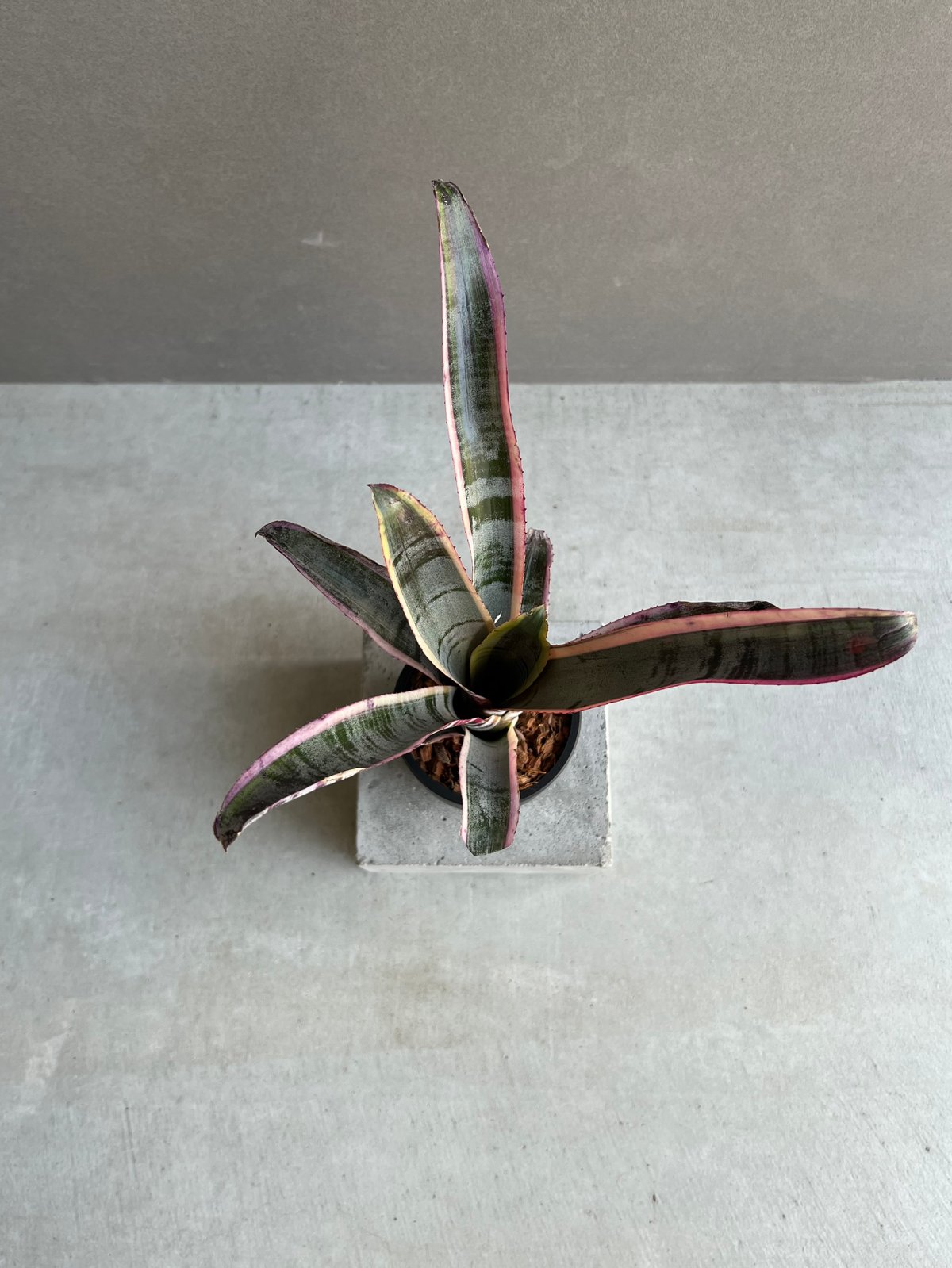 エクメア オットー 「Aechmea Otto」14C | SHOUCHIKUEN