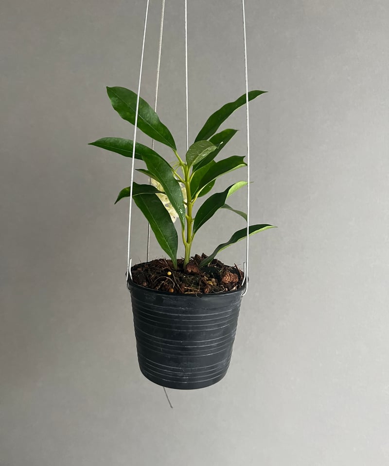 ホヤ ロッキー イエロー フラワー 「Hoya lockii Yellow Flower」70