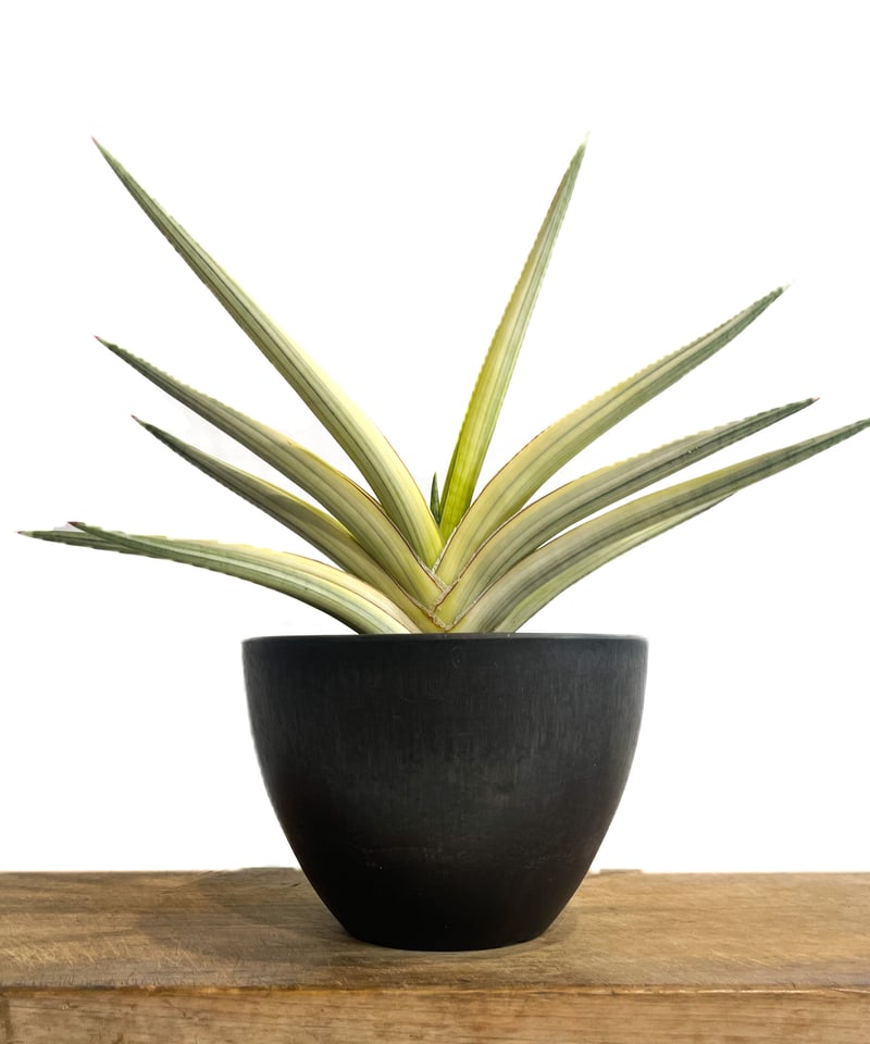 サンセベリア ロイヤルクラウン 斑入り「Sansevieria royal