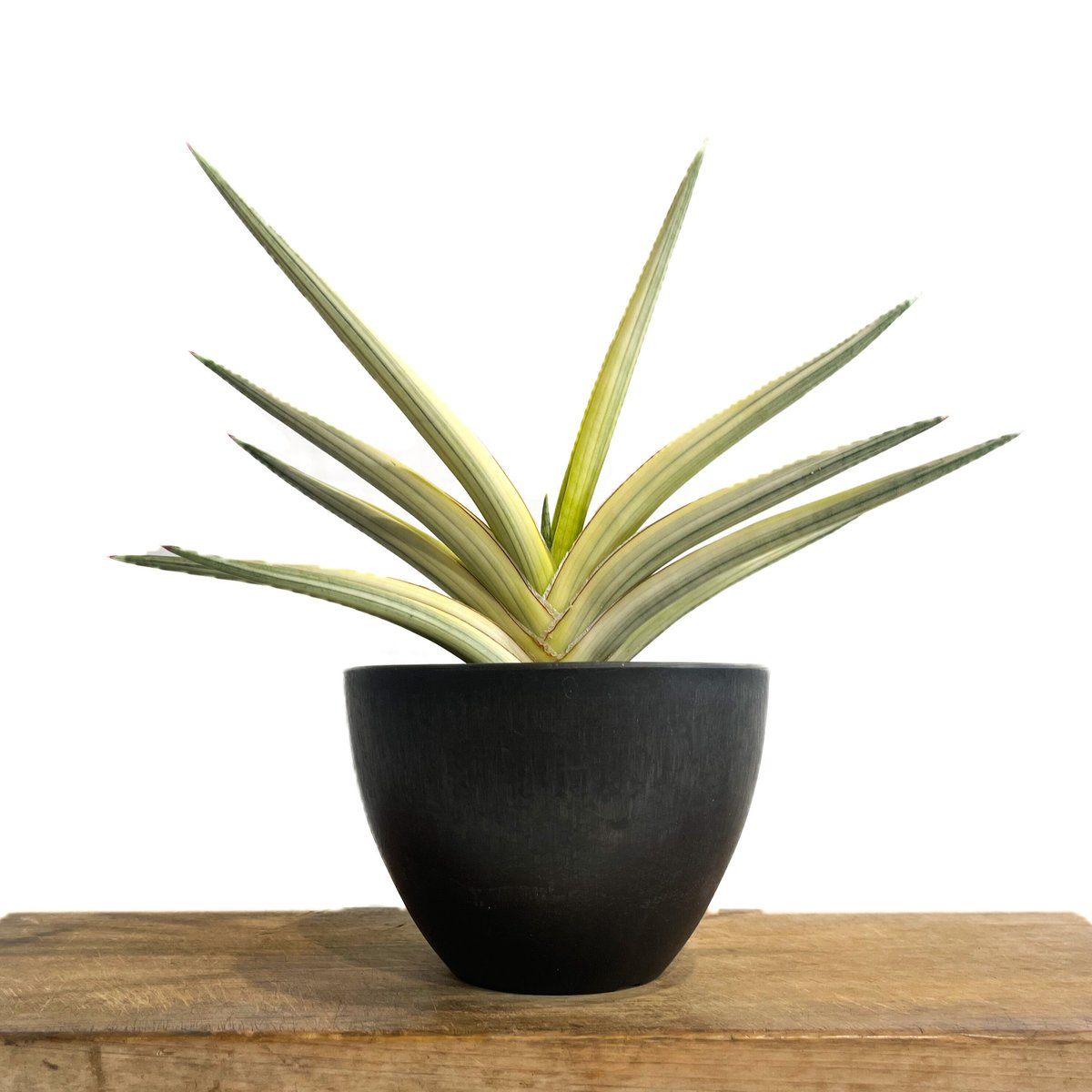 サンスベリア ロイヤルクラウン　ホワイトバリエガータ サンスベリア ロイヤルクラウン ホワイトバリエガータ