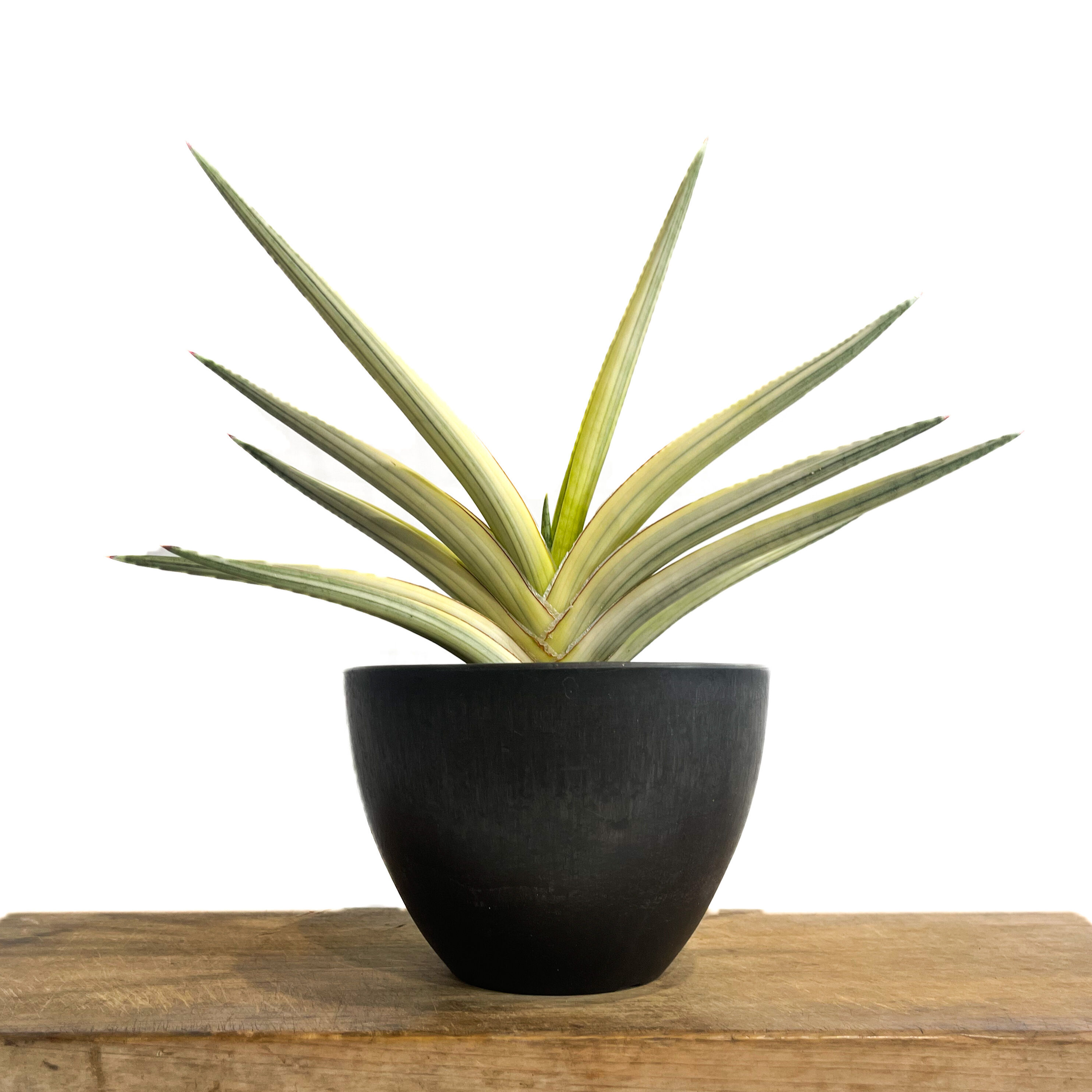 サンセベリア ロイヤルクラウン 斑入り「Sansevieria royal crown var