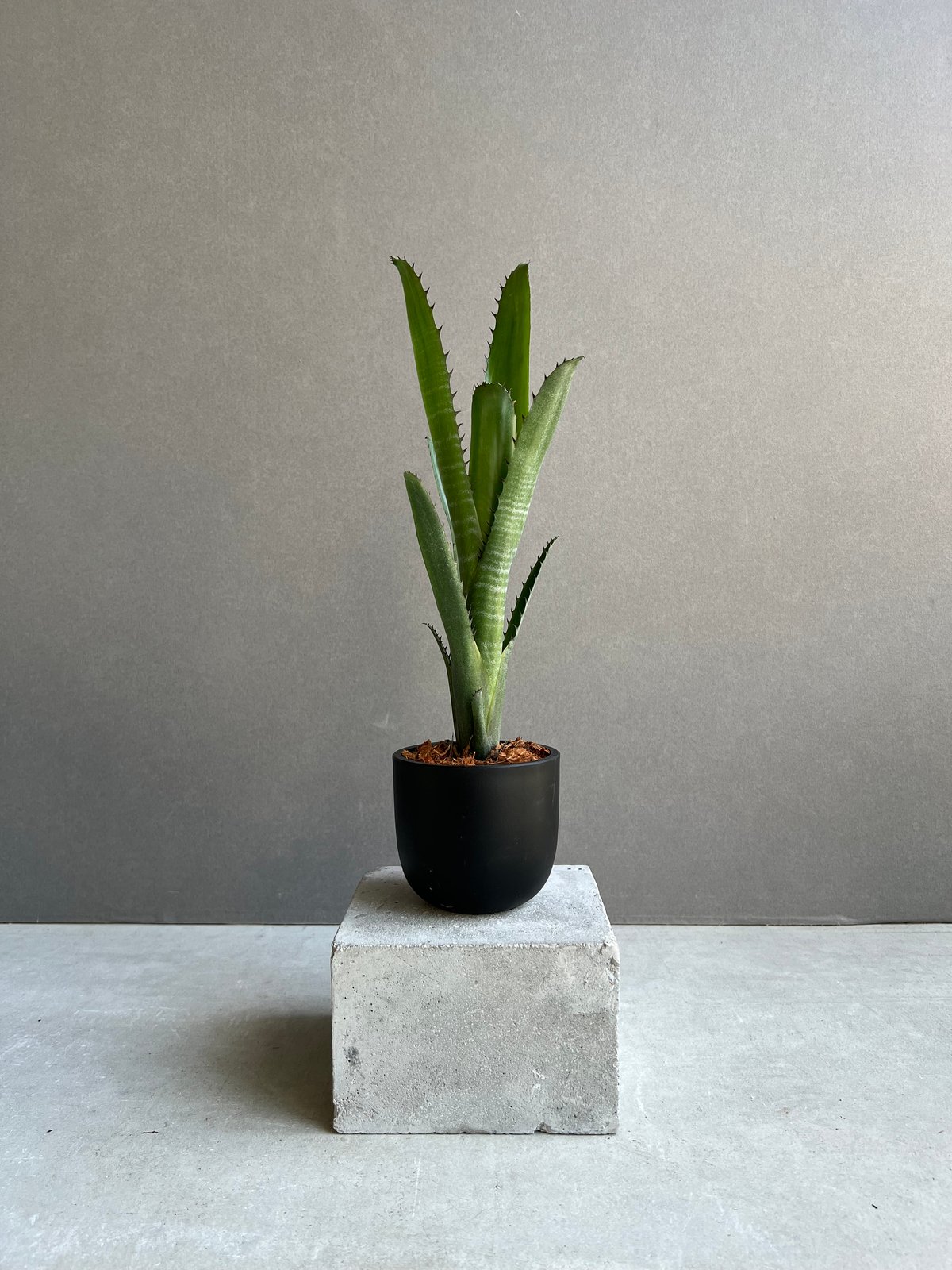 ビルベルギア オーバー ザ ムーン 「Billbergia Over The Moon」26A