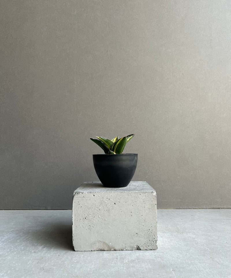 サンセベリア アンダマン 斑入「Sansevieria Andaman Variegated