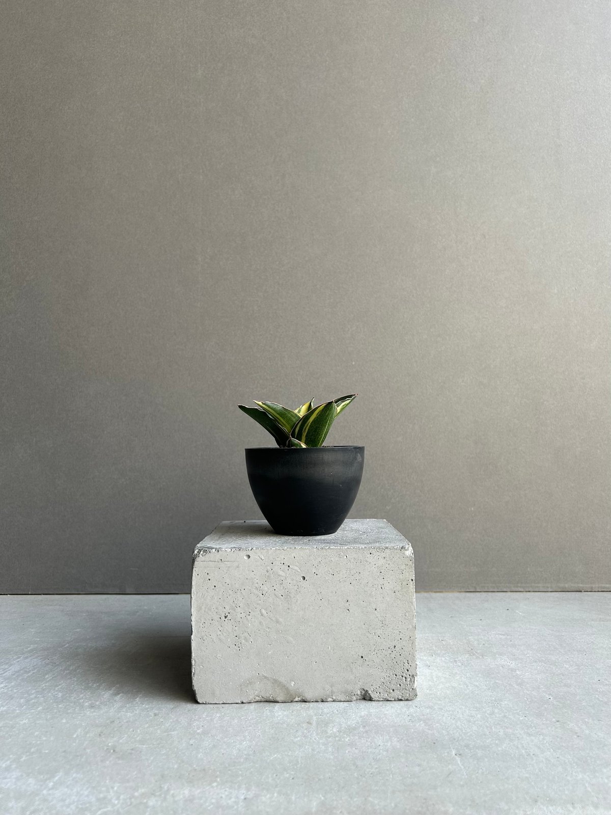 サンセベリア アンダマン 斑入「Sansevieria Andaman Variegated