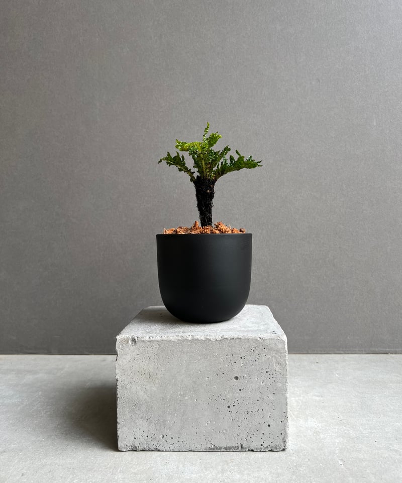 ブレクナム ギッバム ドワーフ 「Blechnum gibbum Dwarf 」24E | S