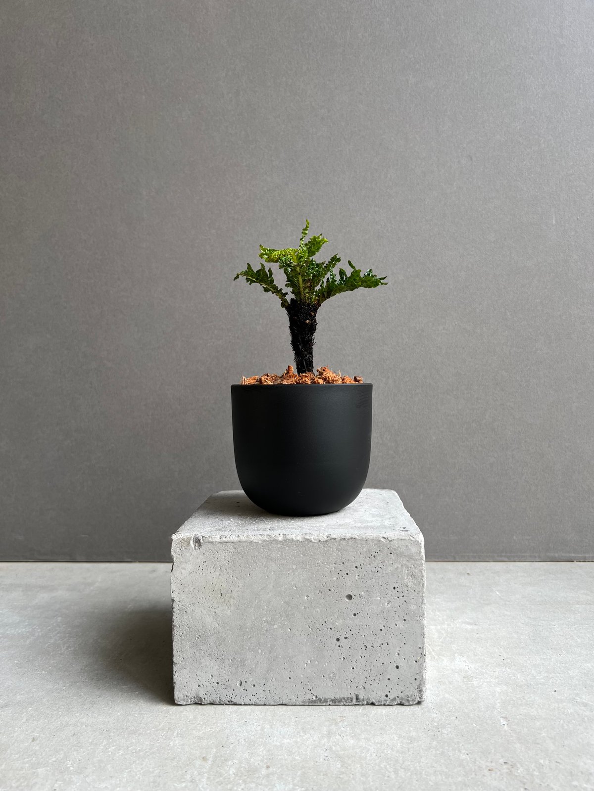 ブレクナム ギッバム ドワーフ ブレクナム ギッバム ドワーフ 「Blechnum gibbum Dwarf 」24E