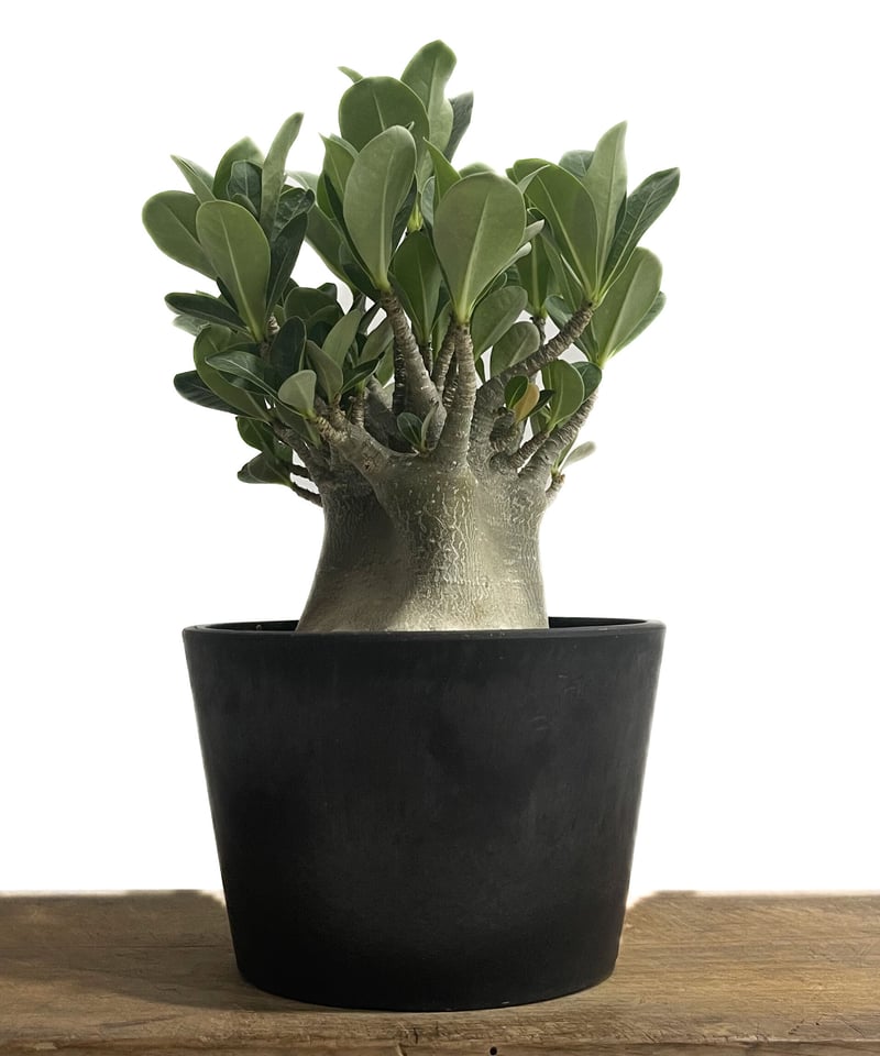 アデニウム アラビカム ドワーフ タイプ「Adenium arabicum dwarf ty
