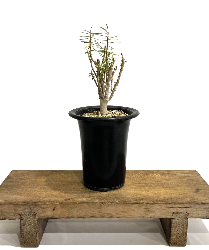 ユーフォルビア バルサミフェラ「 Euphorbia balsamifera」8/2 ユーフォルビア バルサミフェラ「 Euphorbia balsamifera」8/2