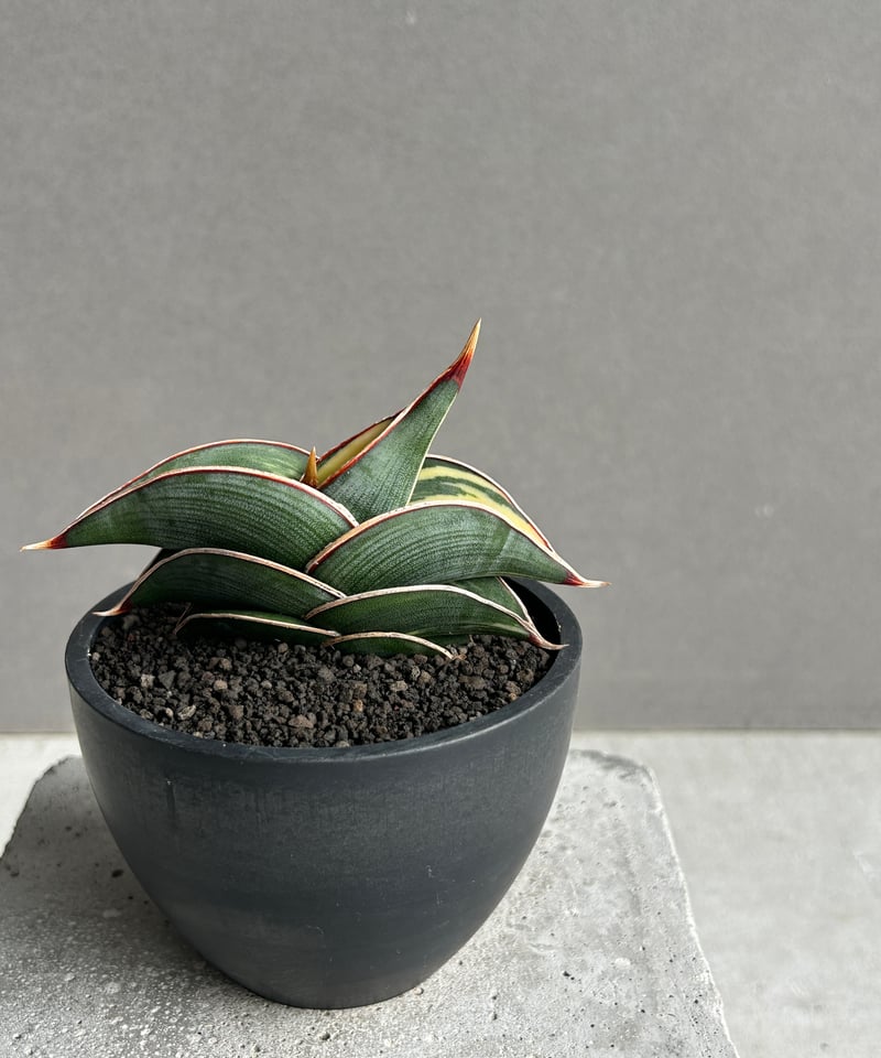 サンセベリア ロリダ 斑入 “ ハーフムーン “ 「Sansevieria rorida Va