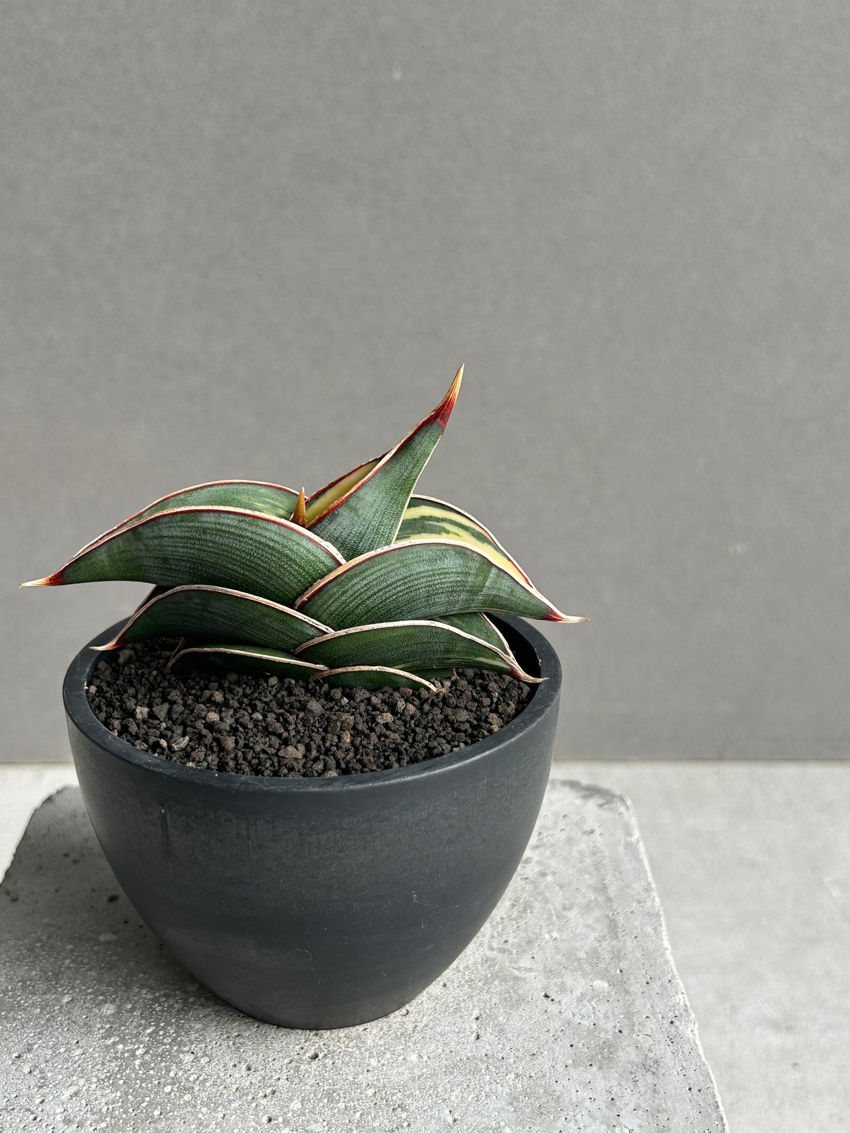 サンセベリア ロリダ 斑入 “ ハーフムーン “ 「Sansevieria