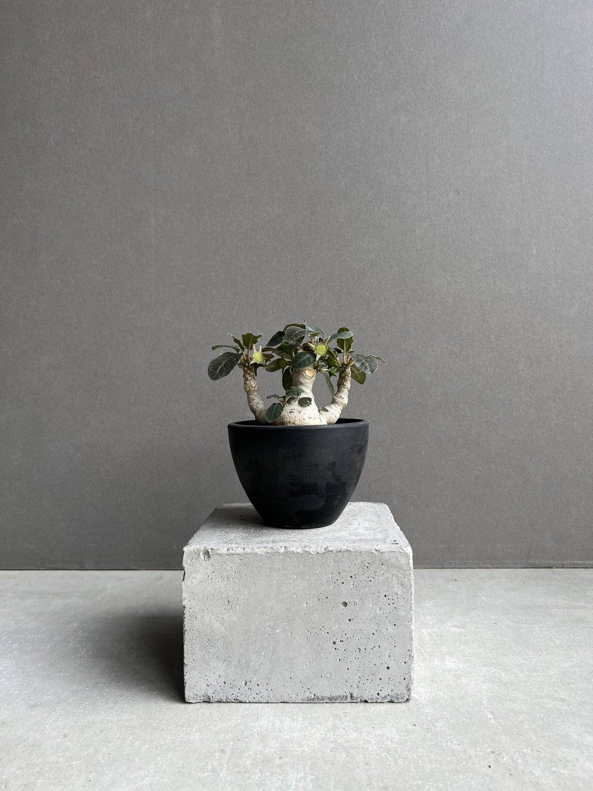 ドルステニア フォエチダ “多頭タイプ” 「Dorstenia foetida」10E | S