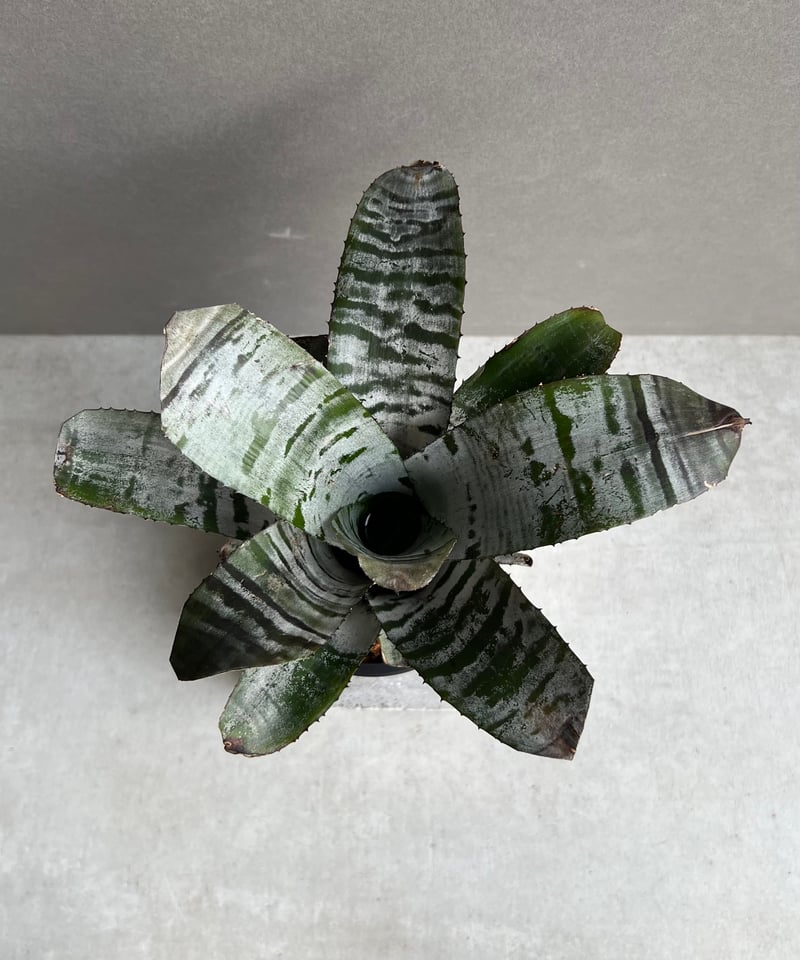 エクメア チャンティニー ブラック アイス 「 Aechmea chantinii Black