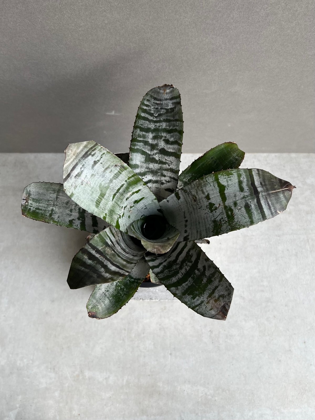 エクメア チャンティニー ブラック アイス 「 Aechmea chantinii Black