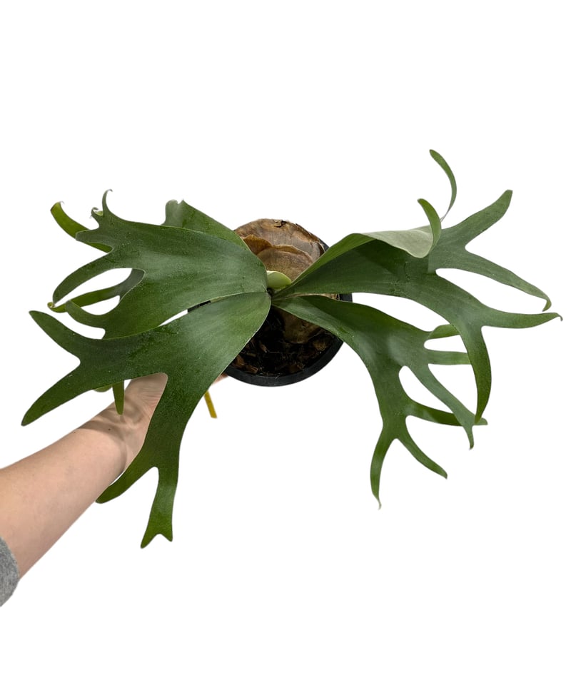 ビカクシダ バンナ #A (子株) 「Platycerium Banna #A (pup)」8 ビカクシダ バンナ #A (子株) 「Platycerium Banna #A (pup)」8