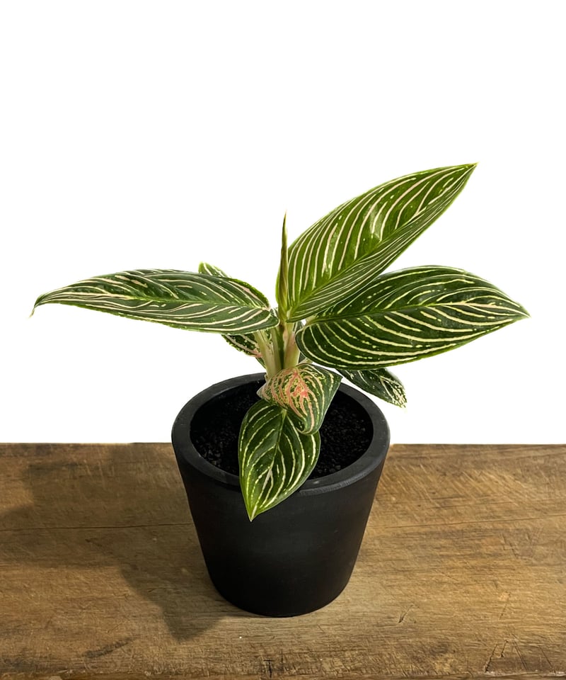 アグラオネマ ゴールデンホープ「Aglaonema Golden Hope」9/7