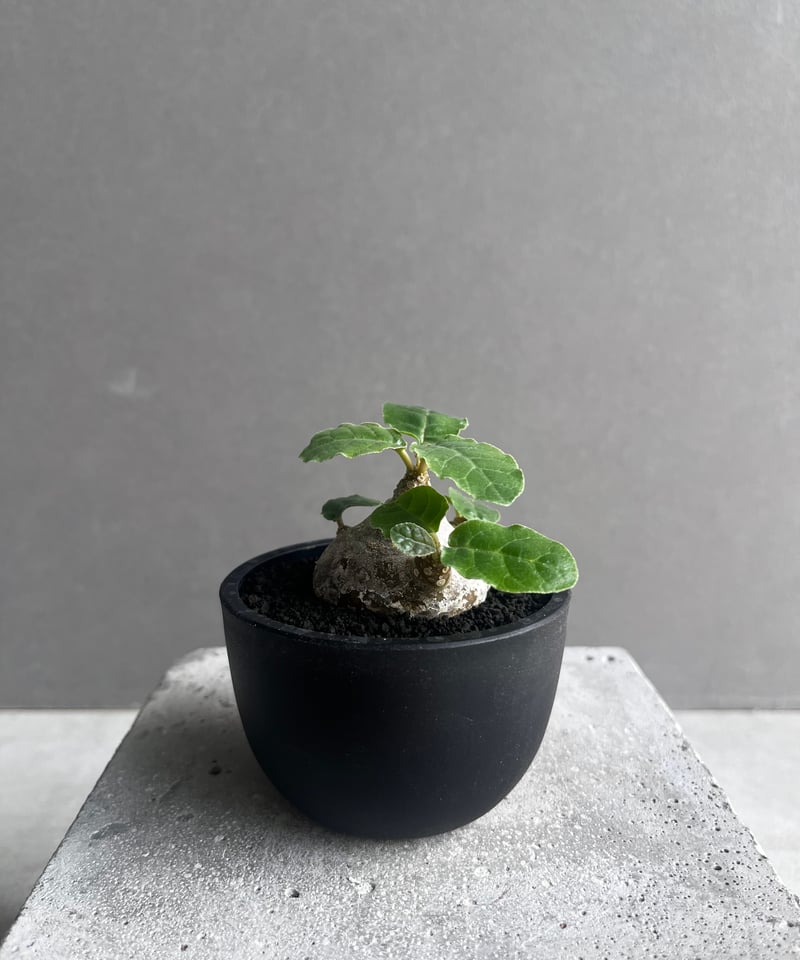 ドルステニア　フォエチダ ドルステニア：フォエチダ 2.5号鉢植え の通販 | 園芸ネット