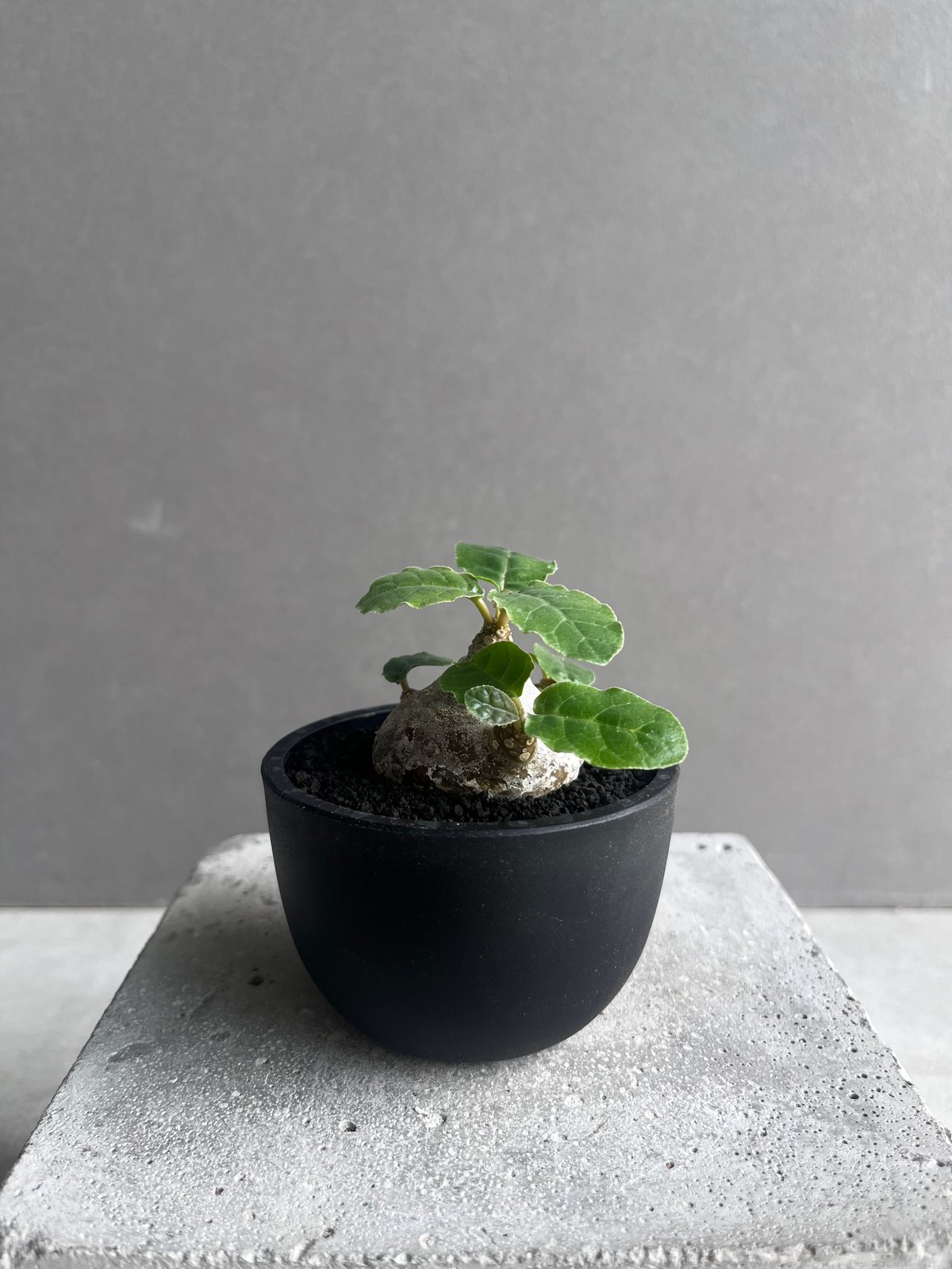 ドルステニア フォエチダ “多頭タイプ” 「Dorstenia foetida」11D | S