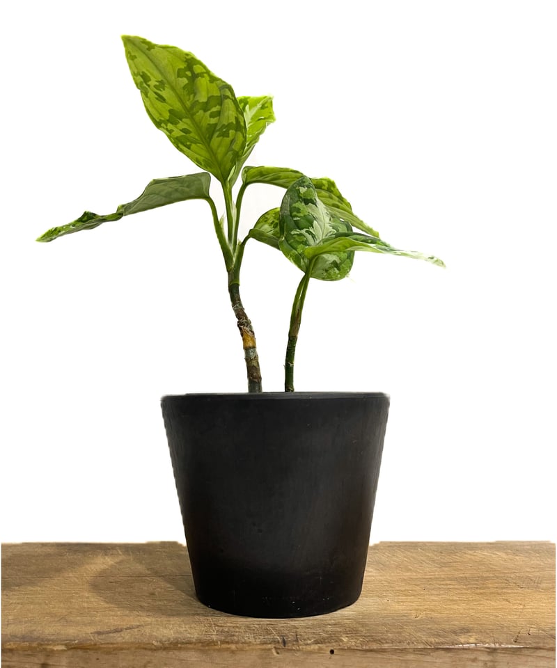 アグラオネマ ピクタム トリカラー「Aglaonema pictum tricolor アグラオネマ ピクタム トリカラー「Aglaonema pictum tricolor