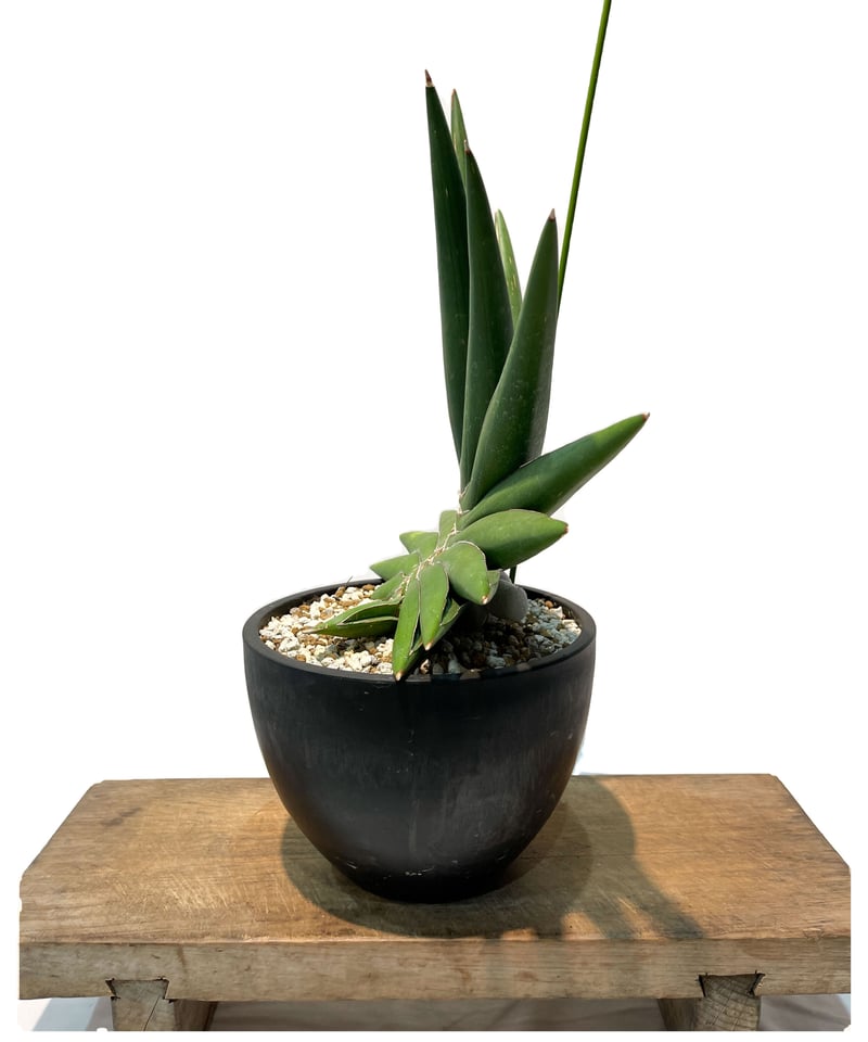 サンスベリア Sansevieria Sandee B サンスベリア Sansevieria Sandee B