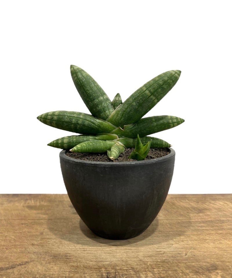 サンセベリアミーナ 「Sansevieria Meena」40Q | SHOUCHIKUEN