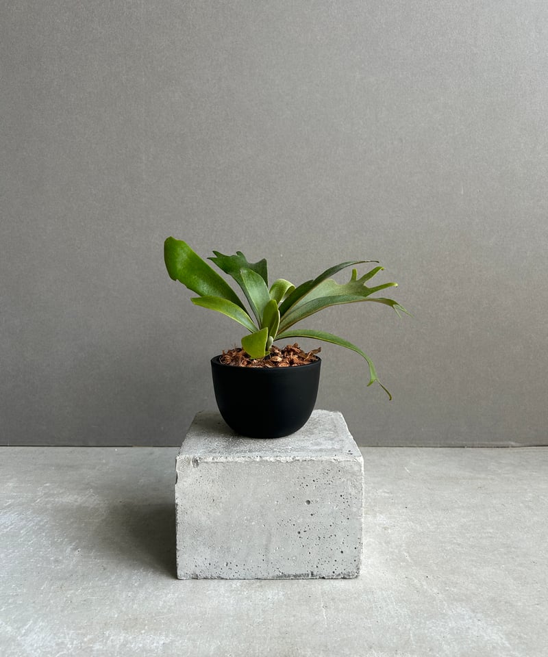 ビカクシダ　ウィリンキー P.willinckii moonlight from @katsu_hibino 綺麗なウィリンキー