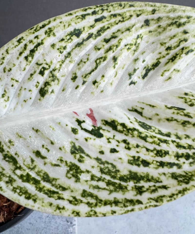 アグラオネマ　白蛇系 アグラオネマ 白蛇系