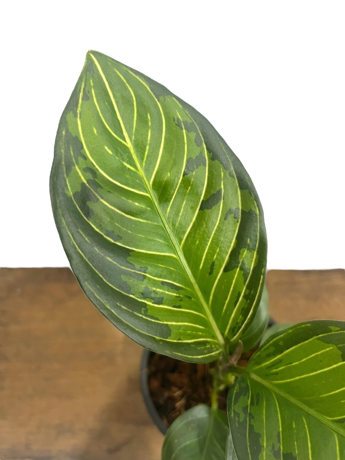 アグラオネマ　リップスティック　鉢ごと アグラオネマ リップスティック 鉢ごと ゆうパック - kidscamp