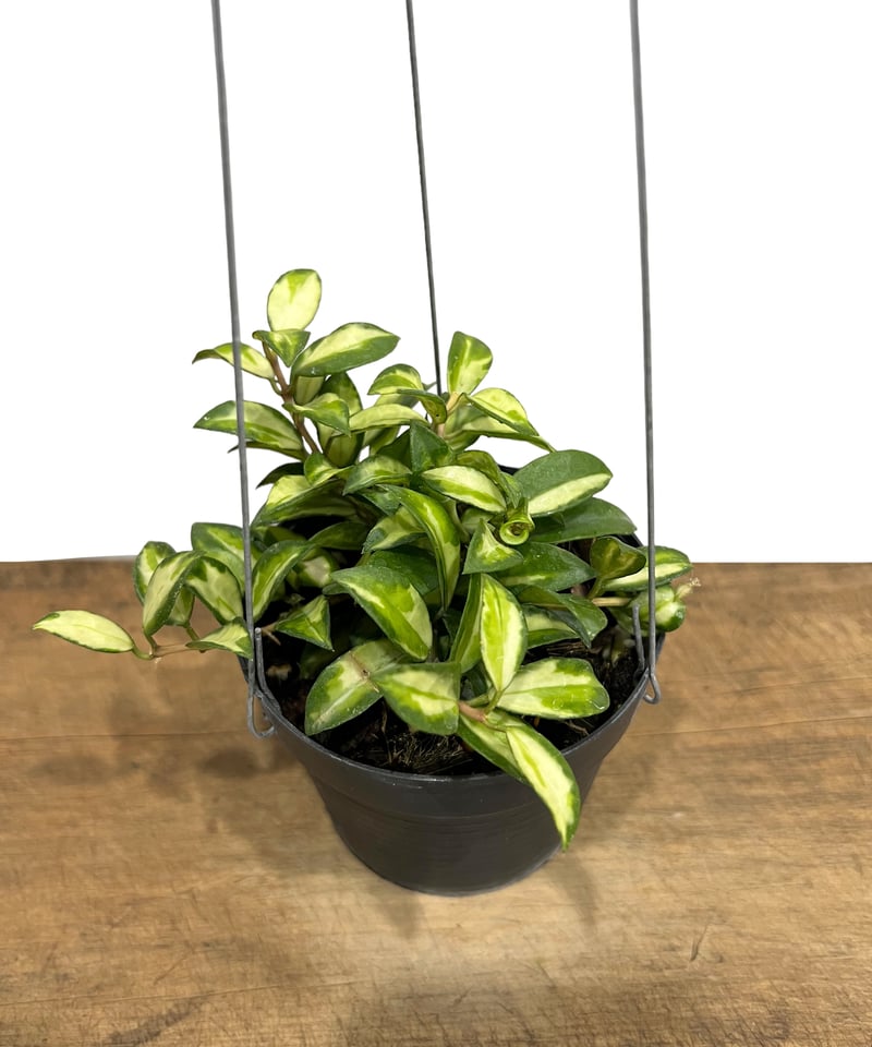 ホヤ ラクノサブルーノ 「Hoya Lacunosa Bruno」16N-m | SHOUCH
