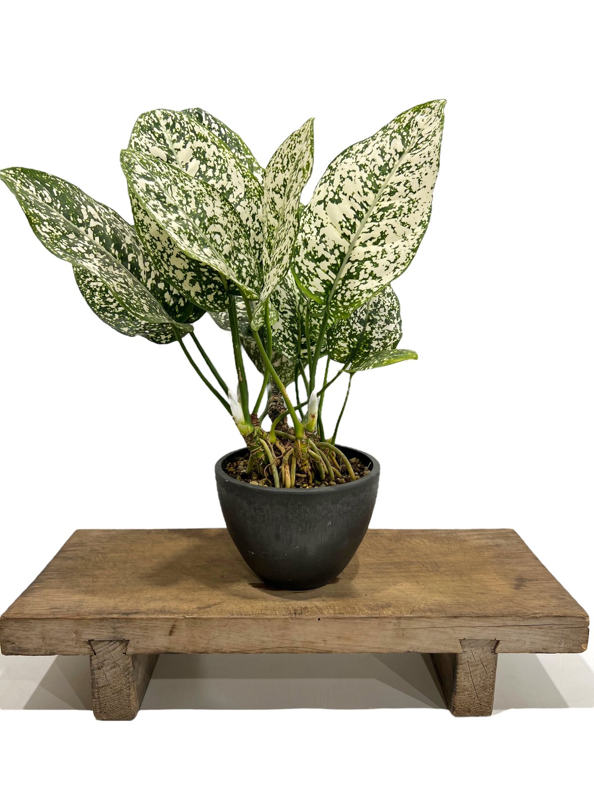 アグラオネマ spp. 「Aglaonema spp.」75K | SHOUCHIKUEN