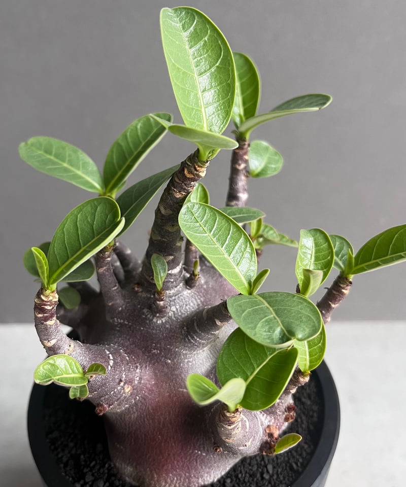 アデニウム アラビカム スーパー ドワーフ “ブラック” 「Adenium