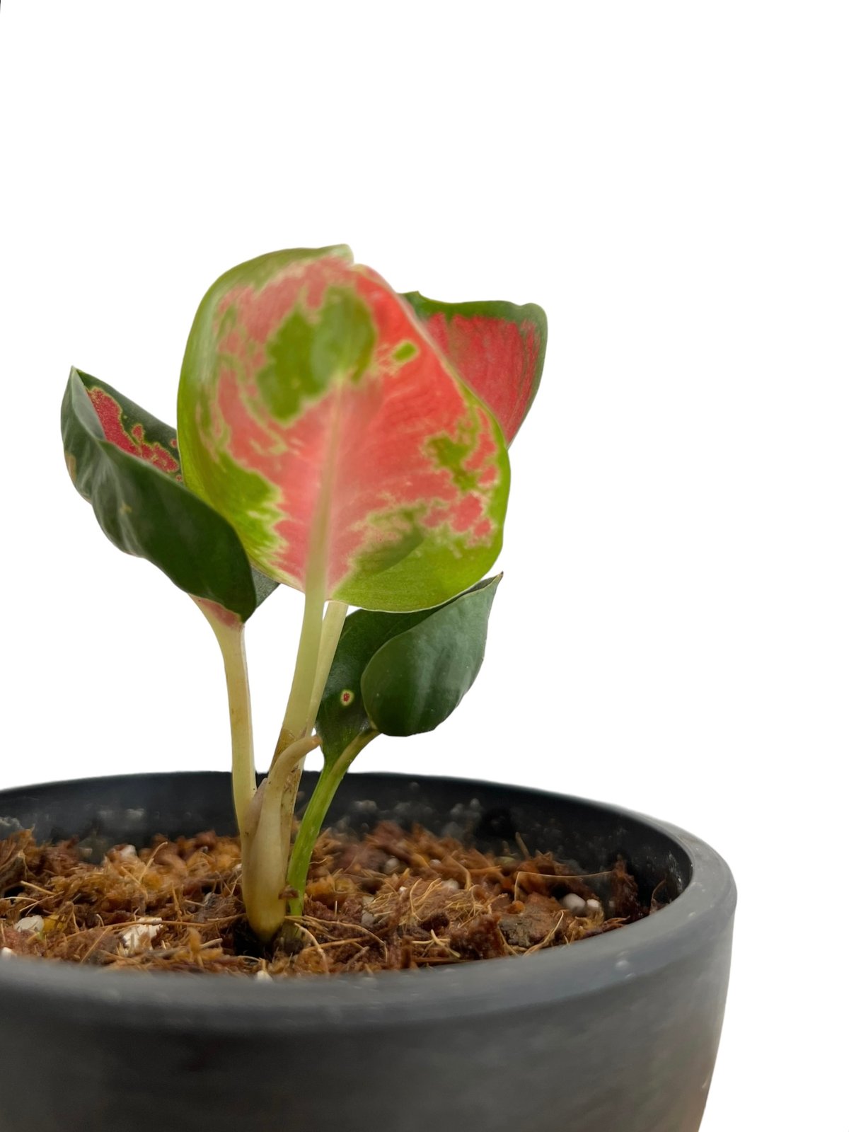 その他観葉植物 Aglaonema Minion アグラオネマ ピクタム トリカラー「Aglaonema pictum tricolor