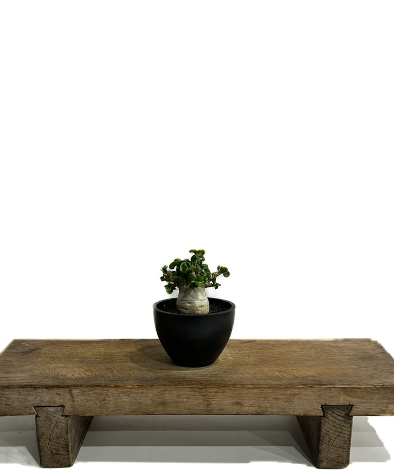 アデニウム D.H.A (獅子葉) 「Adenium D.H.A」6/14-785 | SH