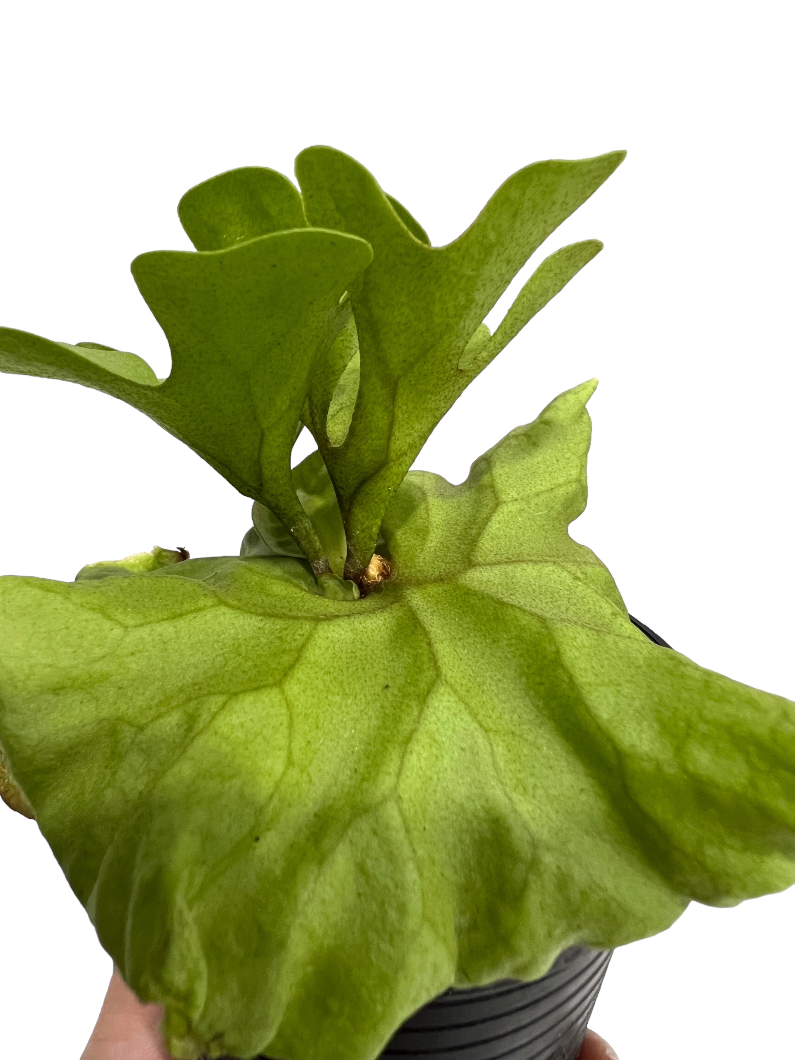 ビカクシダ リドレイ シルベリー ドワーフ 「Platycerium ridleyi Silv
