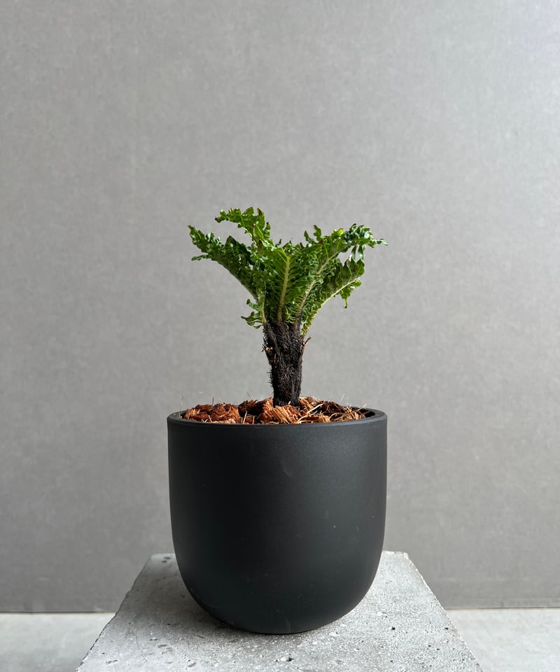 ブレクナム ギッバム ドワーフ シダ植物 Blechnum gibbum ブレクナム ギッバム ドワーフ 「Blechnum gibbum Dwarf 」95B | S
