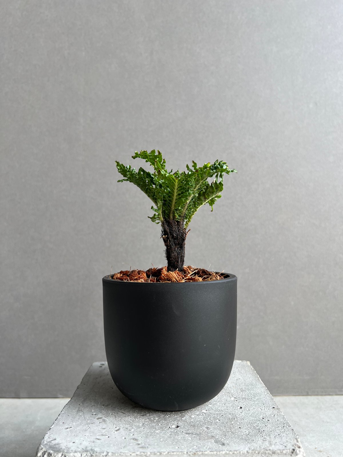 ブレクナム ギッバム ドワーフ 「Blechnum gibbum Dwarf 」29C | S