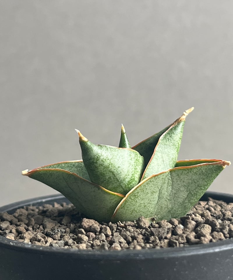 サンセベリア アンヤマニー ハイブリッド 「Sansevieria Unyamanee Hy