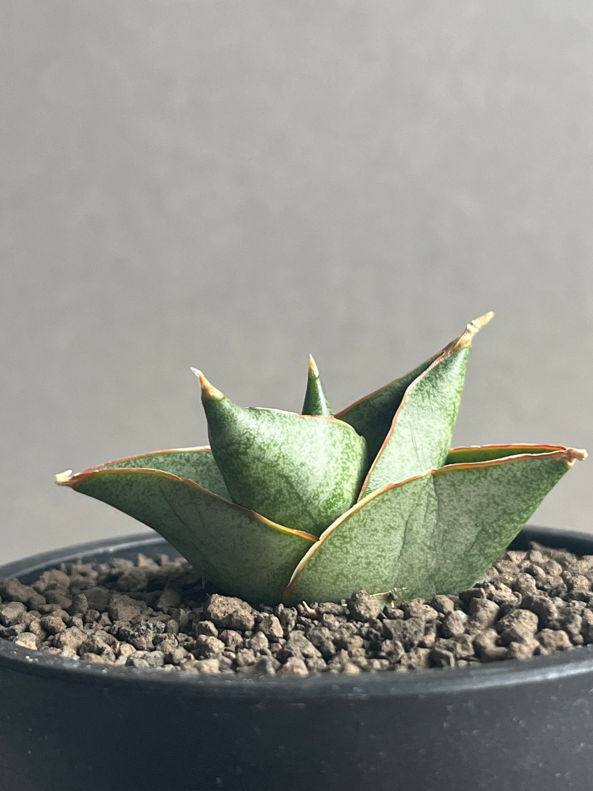 サンセベリア アンヤマニー ハイブリッド 「Sansevieria Unyamanee Hy