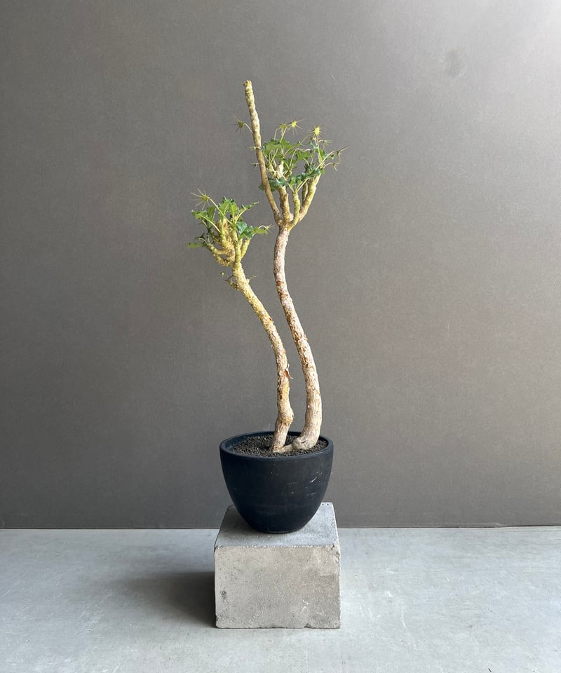 ドリステニア　ジプソフィラ　挿し木 植物】 【ランダム配送】 ドルステニア ジプソフィラ | A-PLANTS|塊根