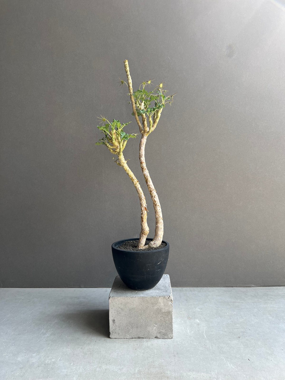 ドルステニア ジプソフィラ x ラブラニー 「Dorstenia gypsophila x l