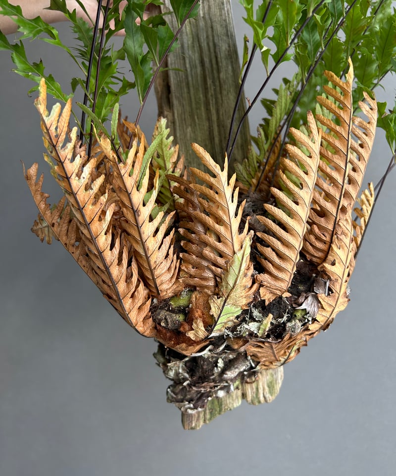 ドリナリア リギデュラ 新芽【Drynaria rigidula 】 E101 ドリナリア リギデュラ「Drynaria rigidula」5L | SHOUCHIKUEN