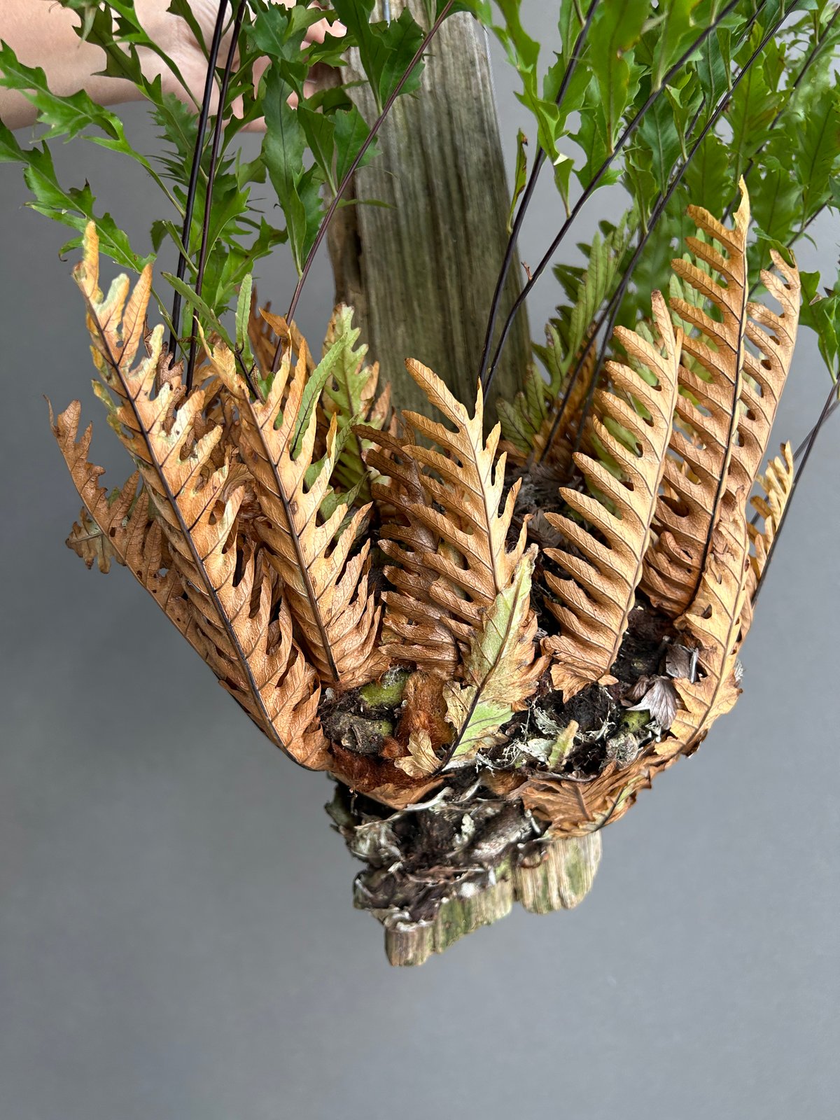 ドリナリア リギデュラ「Drynaria rigidula」5L | SHOUCHIKUEN