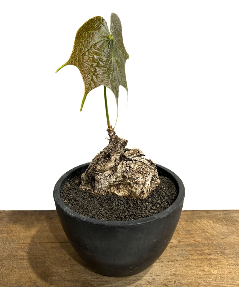 フィルミアナ　コロラータ　大株　送料無料 フィルミアナ コロラータ 発根済み 古株 - メルカリ