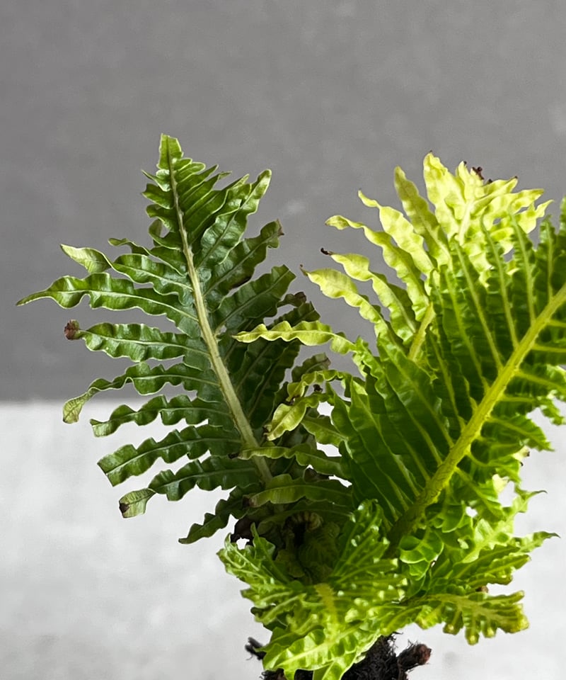 ブレクナム ギッバム ドワーフ 「Blechnum gibbum Dwarf 」59A ブレクナム ギッバム ドワーフ 「Blechnum gibbum Dwarf 」59A