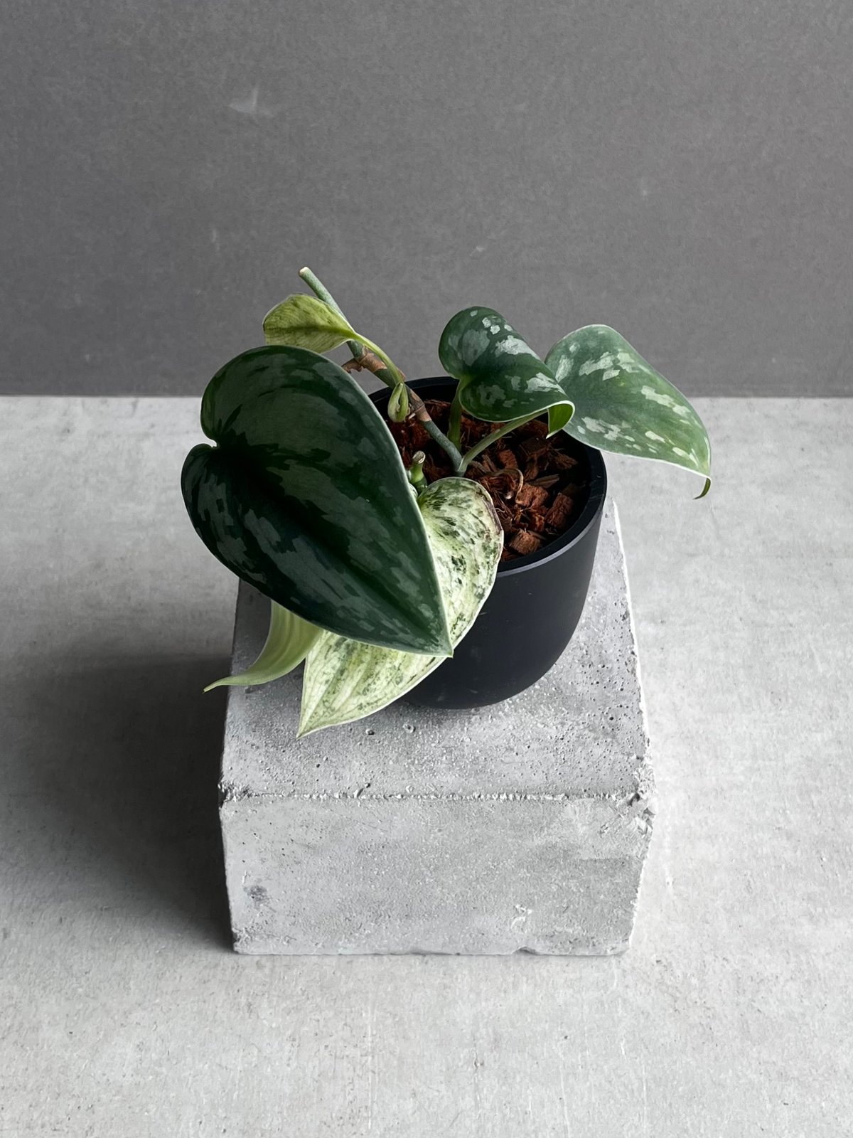 スキンダプサス エキゾチカ ホログラム 「Scindapsus exotica スキンダプサス エキゾチカ ホログラム 「Scindapsus exotica