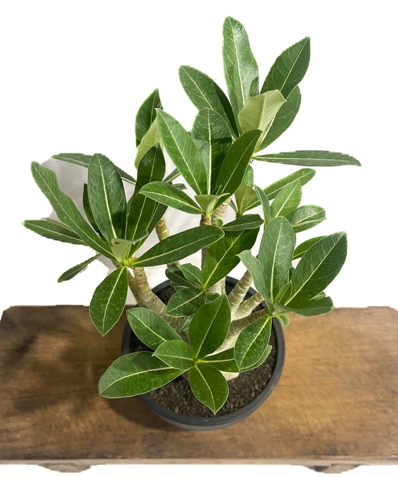 アデニウム アラビカム'選抜個体' 「Adenium arabicum “Select”」7/