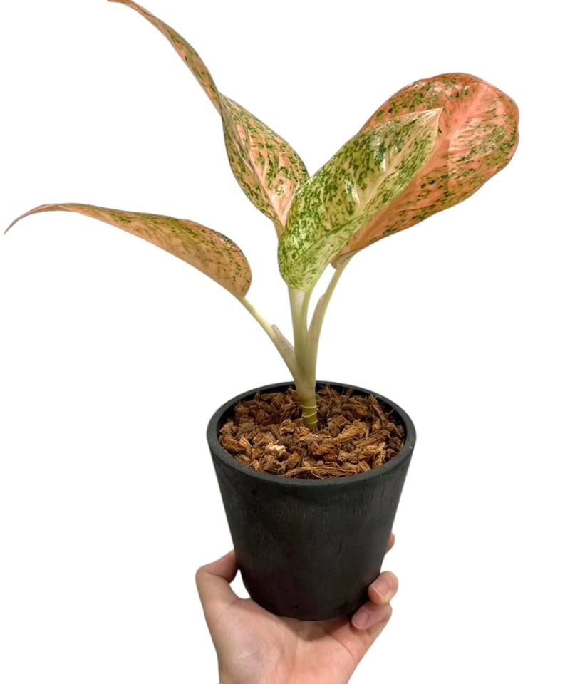 アグラオネマ スターダスト オレンジ「Aglaonema Stardust Orange」52